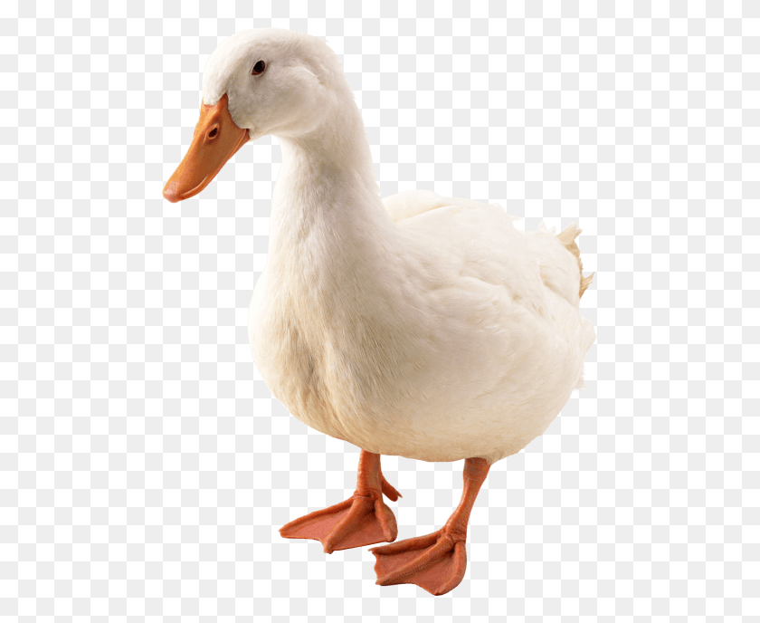 481x628 Duck Png - Duck PNG