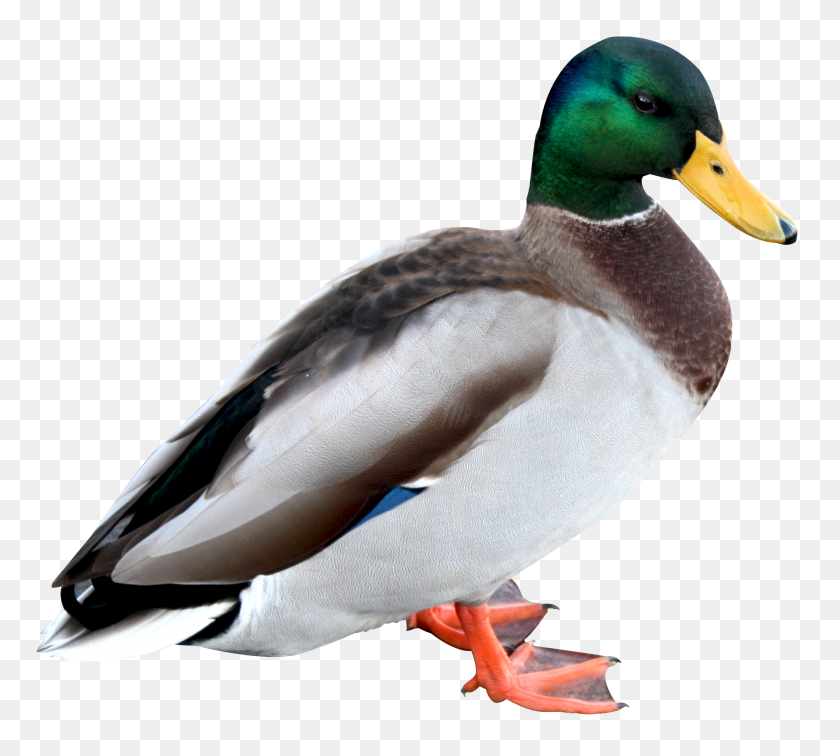 2017x1801 Duck Png Hd - Duck PNG