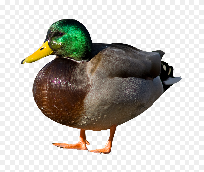 1458x1215 Duck Png Image - Duck PNG