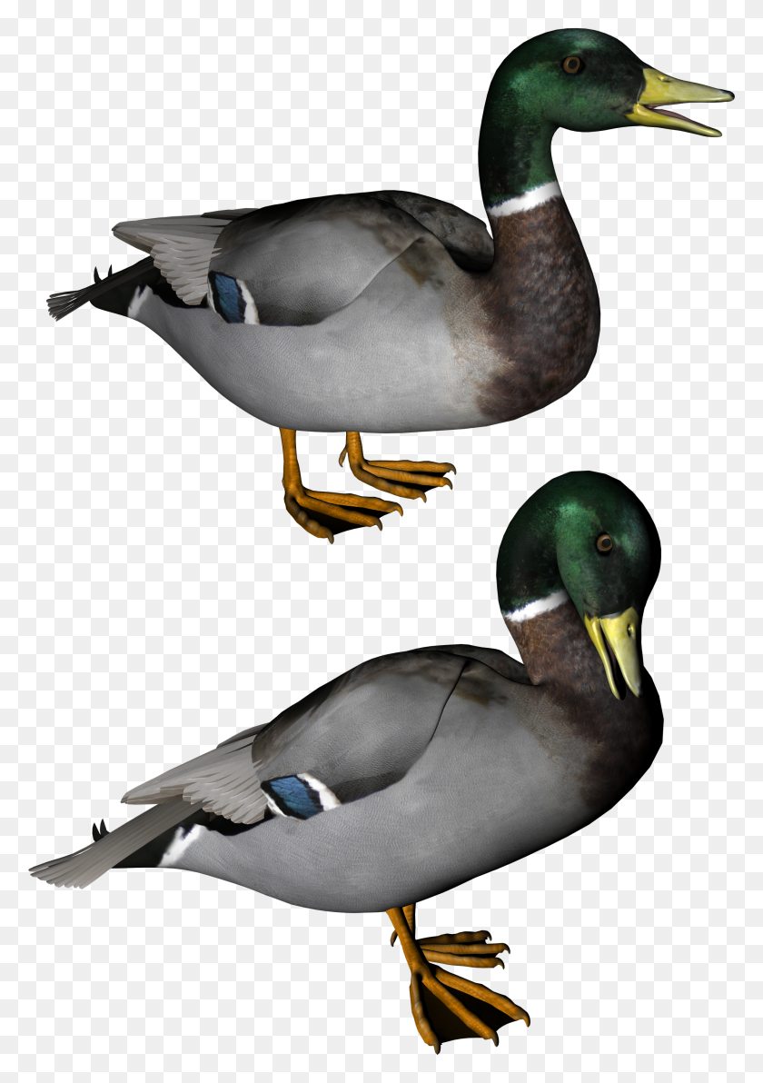 2071x3008 Duck Png Image Free Download - Duck PNG