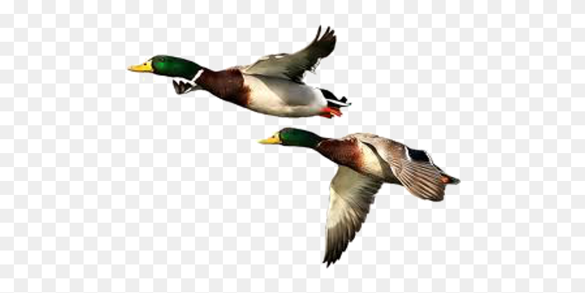 490x361 Duck Png Images Transparent Free Download - Duck PNG
