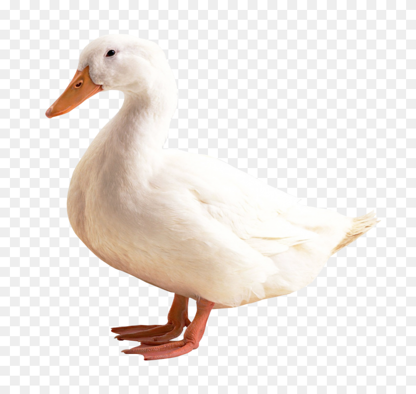 1270x1200 Duck Png Transparent Image - Duck PNG