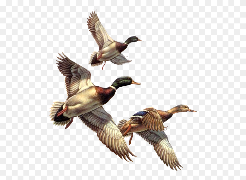 507x555 Ducks - Mallard Duck Clipart