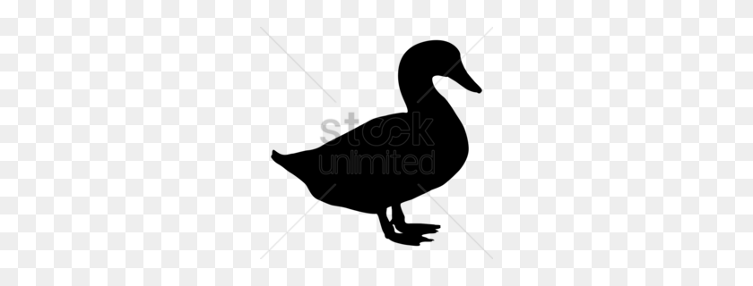 260x260 Ducks Geese And Swans Clipart - Mallard Duck Clipart