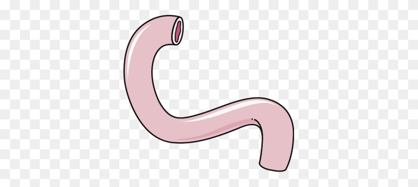 343x316 Duodenum - Digestive System Clipart
