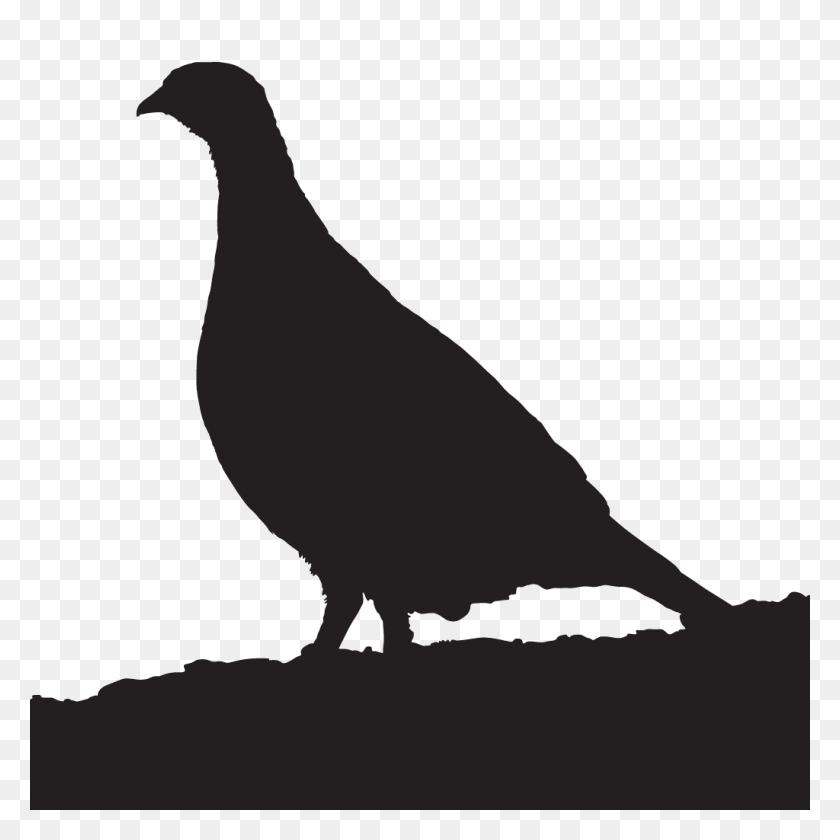 1024x1024 Urogallo Oscuro Descripción General, Todo Sobre Las Aves, Laboratorio De Ornitología De Cornell - Silueta De Dinosaurio Png