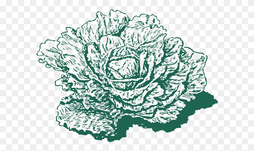 600x442 Dutch Cabbage Png Clip Arts For Web - Cabbage PNG