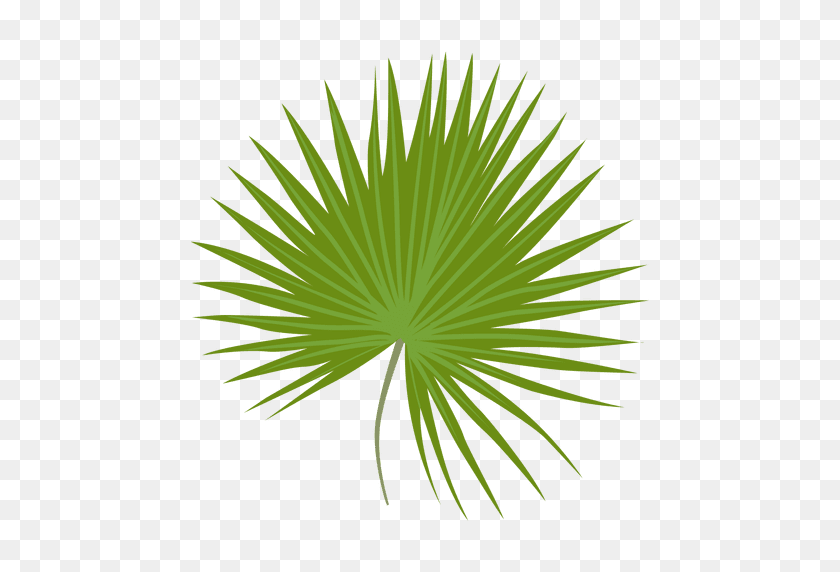 512x512 Dwarf Palmetto Leaf Illustration - Palm Tree Leaves PNG
