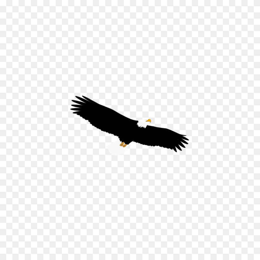 800x800 Eagle Feather Clip Art - Eagle Feather Clip Art