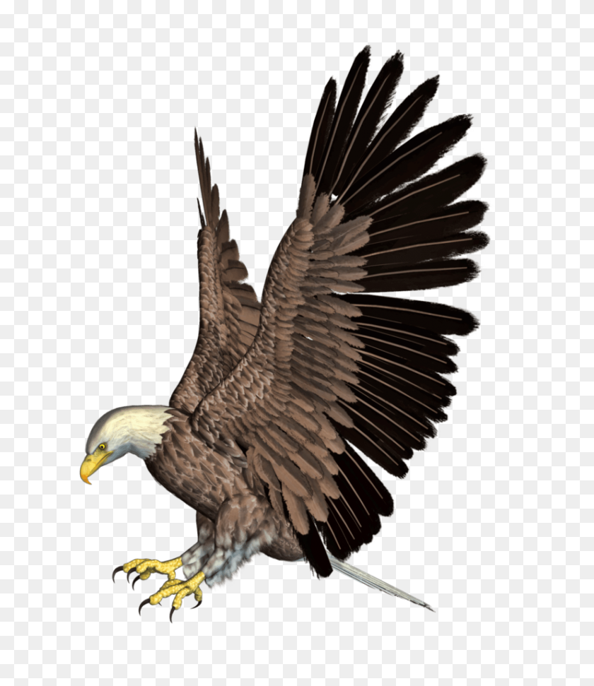 827x966 Eagle Images Png - American Eagle PNG
