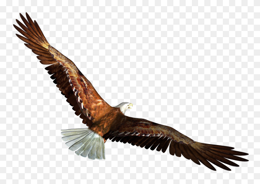 1580x1085 Eagle In Flight Transparent Png - PNG Images With Transparent Background