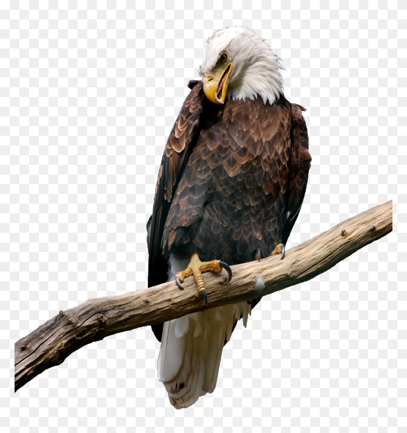 1573x1681 Eagle On Branch Png - Eagle PNG