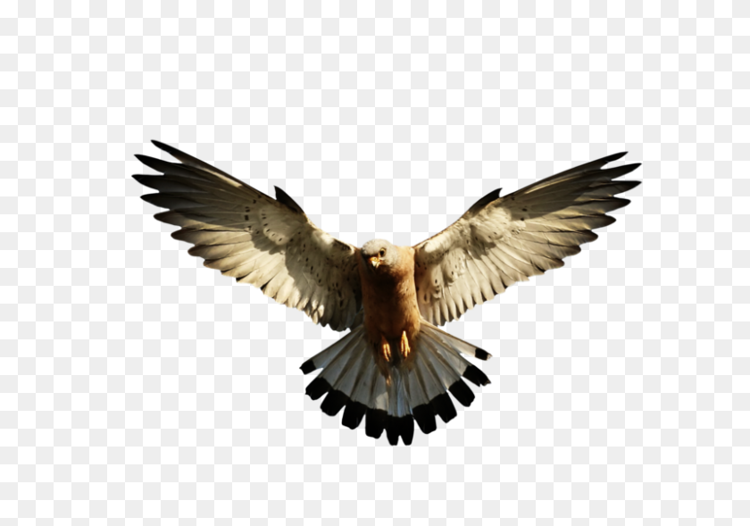 800x543 Eagle Png Image, Free Picture Download - Eagle Wings PNG