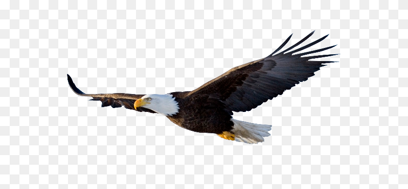 570x330 Águilas Águila, Águilas Y Águila Calva - Cabeza De Águila Png