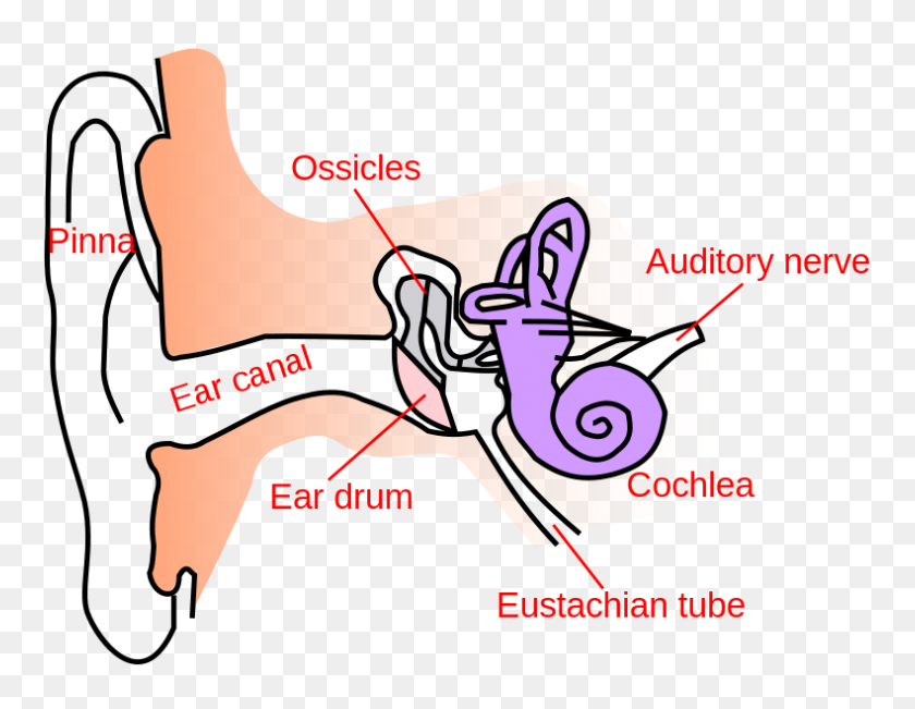 790x599 Oído Anatomía Texto Pequeño En - Clipart De Anatomía