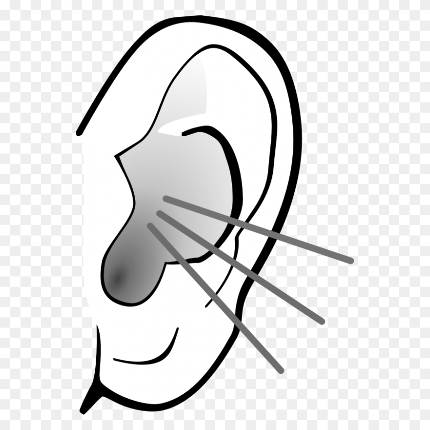 800x800 Ear Clip Art Free - Seal Clipart Black And White