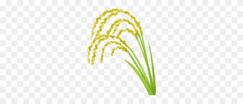 238x300 Ear Of Rice Free Clipart Illustrations - Rice Plant Clipart
