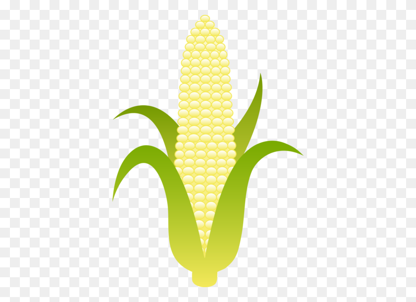 386x550 Ear Of Sweet White Corn - Harvest Clipart