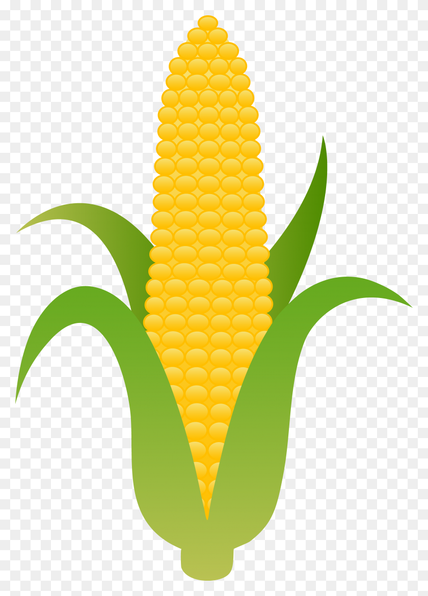 3751x5338 Початок Желтой Кукурузы - Овощной Клипарт
