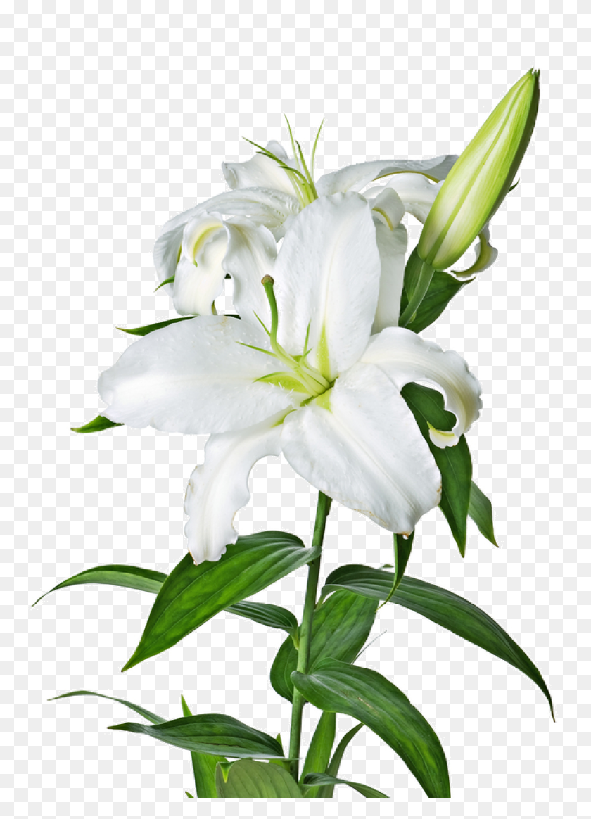 1121x1588 Easter Lily Clipart Images Pictures - Easter Flowers Clipart