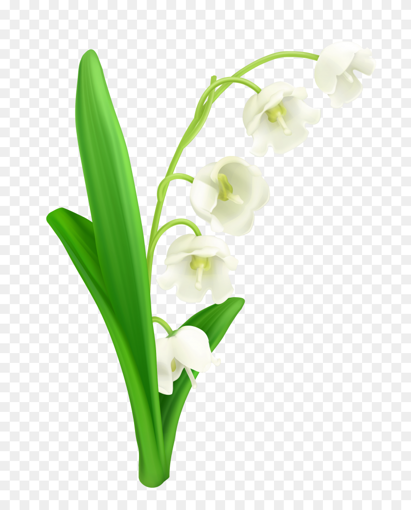 3817x4798 Easter Lily Flower Clipart - Easter Lily Clipart