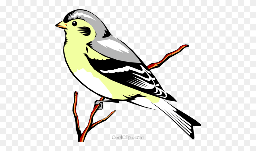 480x436 Eastern Goldfinch Royalty Free Vector Clip Art Illustration - Goldfinch Clipart