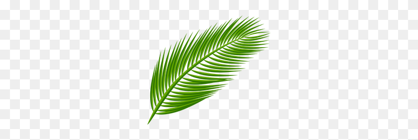 250x222 Ed Png Images, Palm Branch - Palm Branch PNG