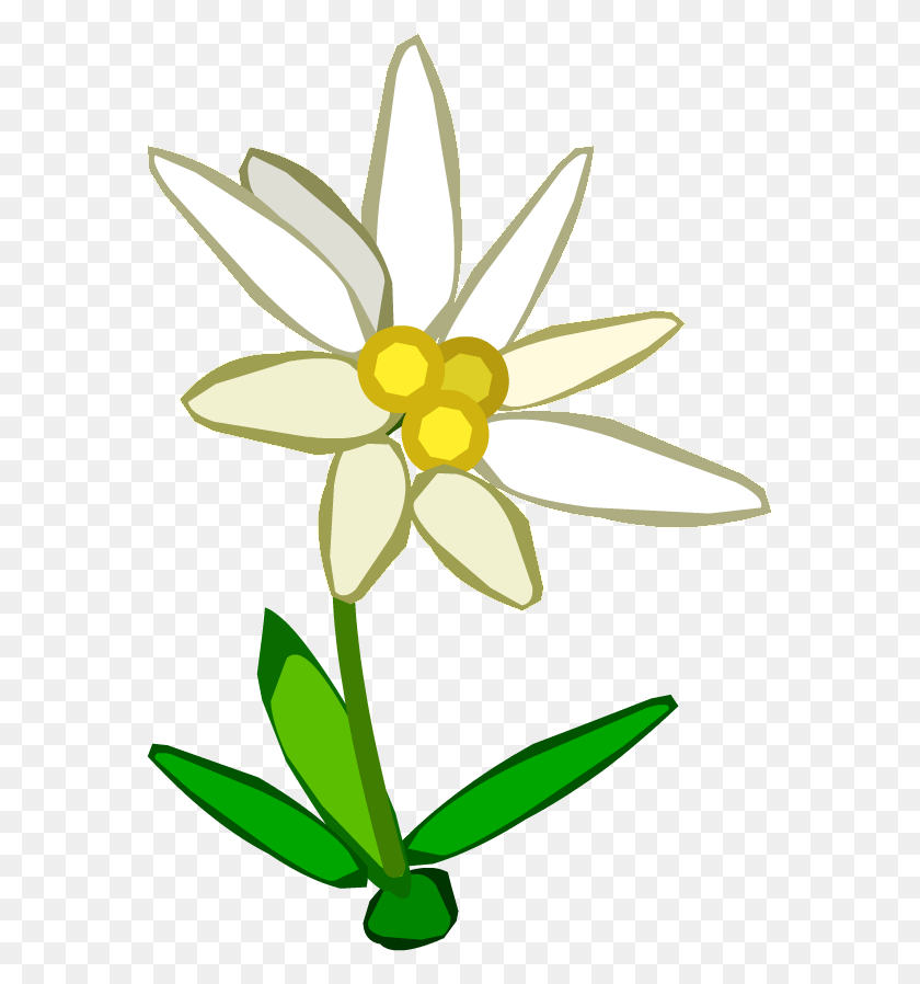 571x838 Edelweiss Flower Png Images Free Download - Wild Flowers PNG