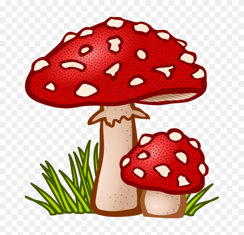 727x750 Edible Mushroom True Morels Fungus Download - Mushroom PNG