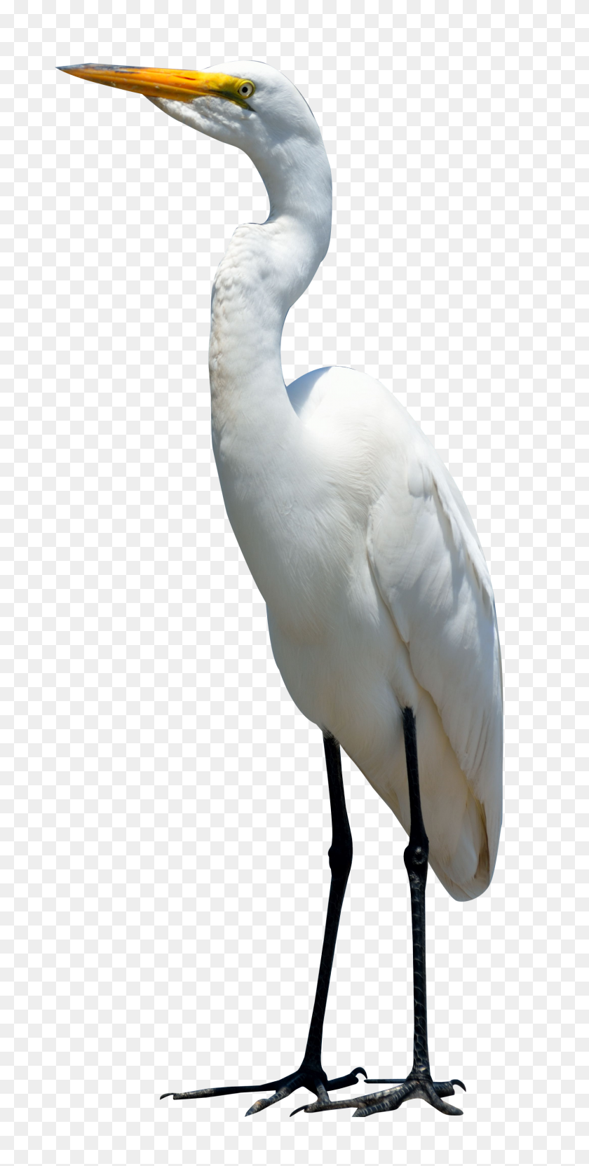 1500x3083 Egret Bird Png Image - Birds PNG