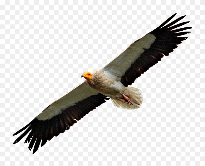 1374x1092 Egyptian Vulture Flying Transparent Png - Vulture PNG