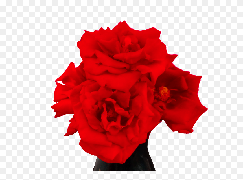 5100x3675 El Significado De Las Rosas Rojas Steemit - Rosas Rojas PNG