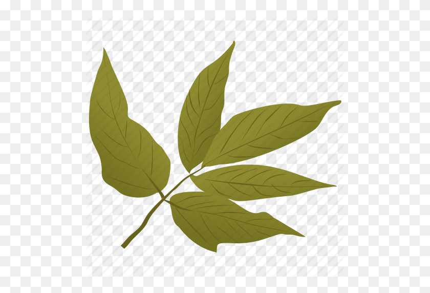 512x512 Elder Leaves, Foliage, Green Leaves, Leafy Twig, Leaves Icon - Twig PNG