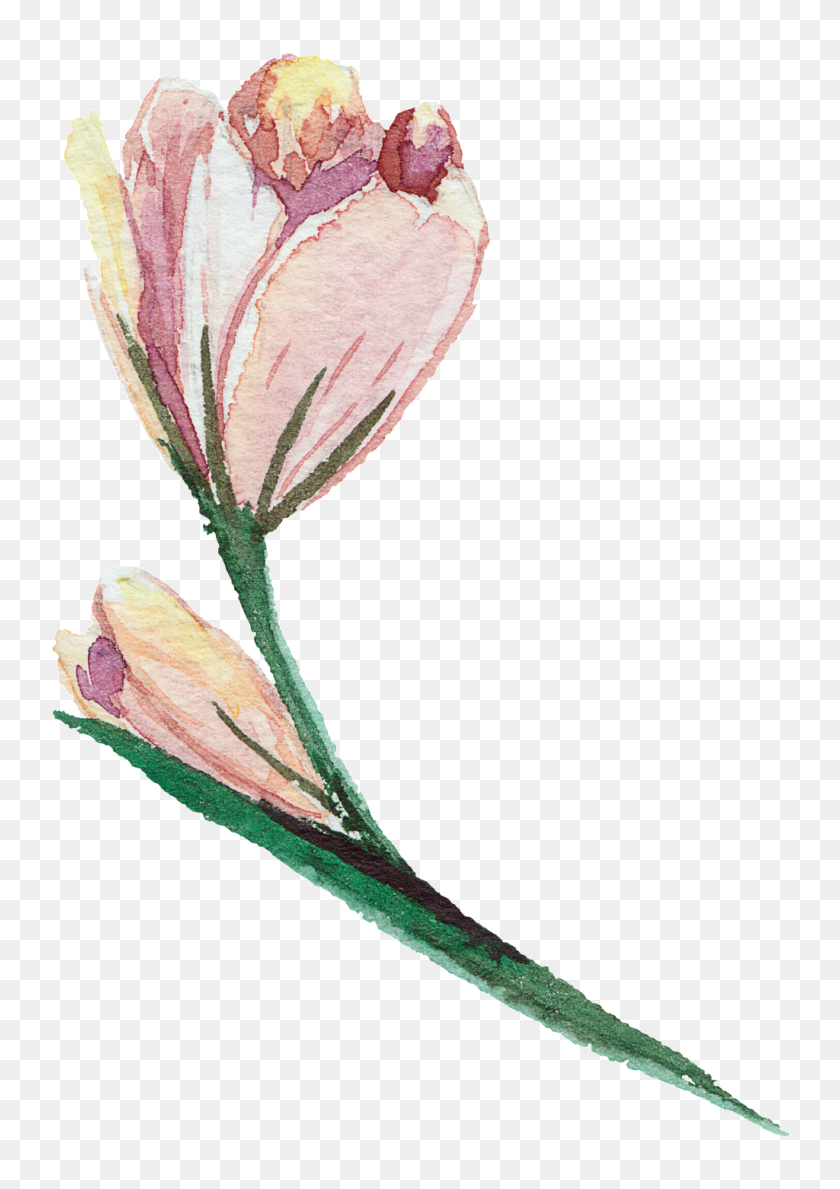 1024x1483 Elegant And Transparent Watercolor Flowers Free Png Download - PNG Watercolor Flowers