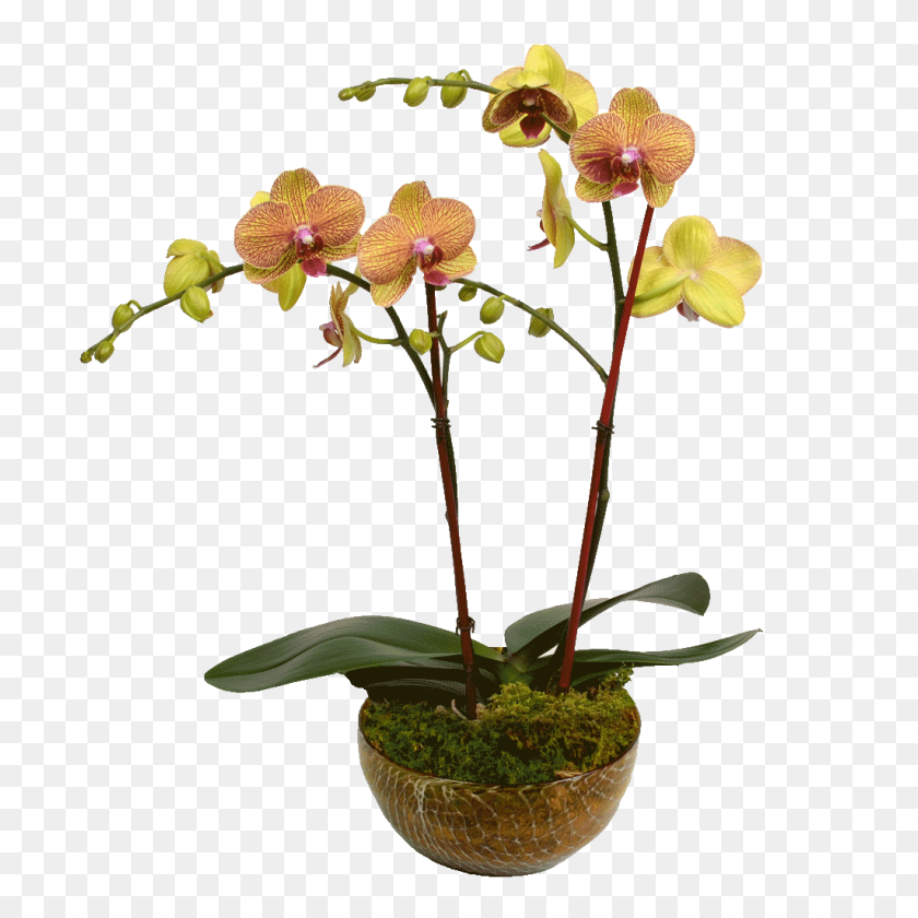 1024x1024 Elegante Diseño De Orquídeas De Doble Tallo - Orquídeas Png