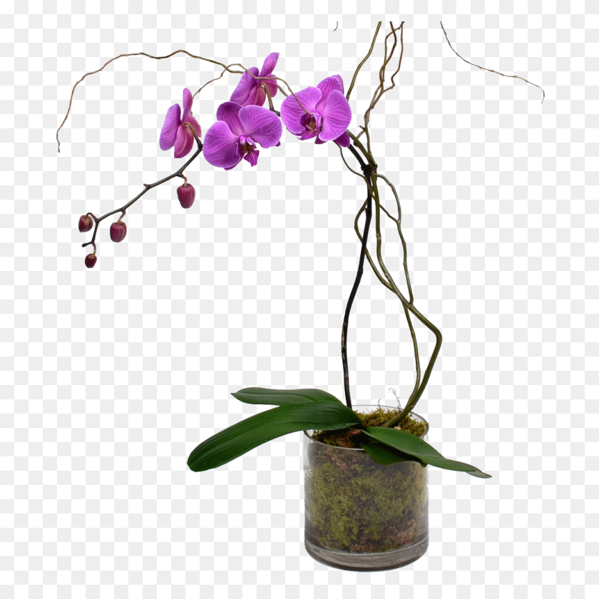 1024x1024 Elegant Single Stem Orchid - PNG Orchids