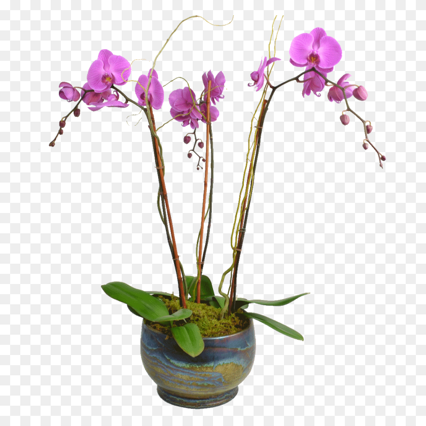 1024x1024 Elegant Triple Stem Orchid In A Designer Container - PNG Orchids