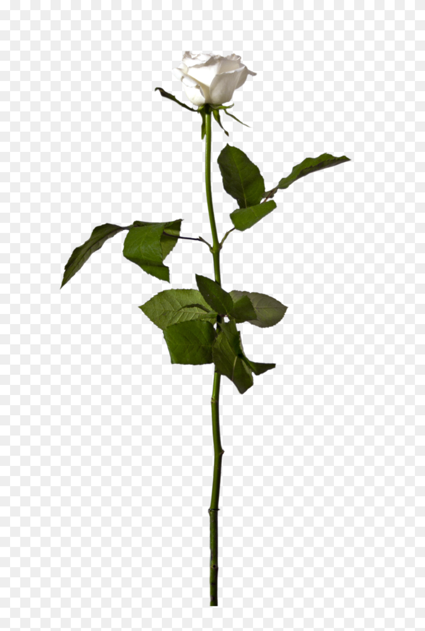 673x1186 Eleletsitz Single White Rose Png Images - Single Flower PNG