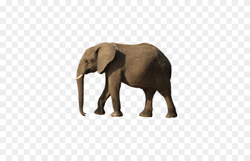 480x480 Elephant Png - Elephant PNG