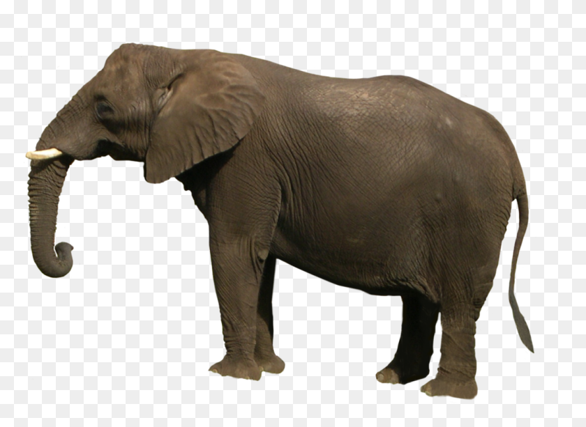 1062x753 Elefante Png
