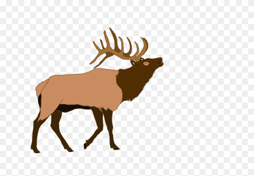 850x571 Elk Png - Elk PNG