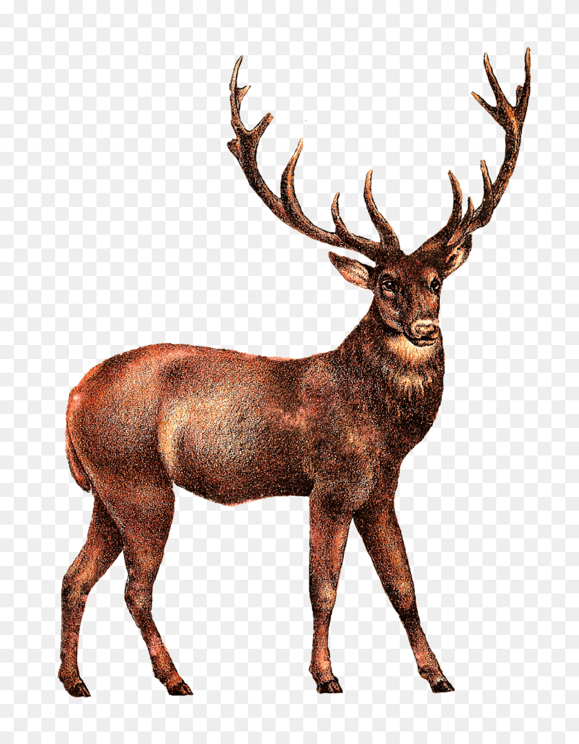 1225x1600 Elk Png Transparent Image - Elk PNG