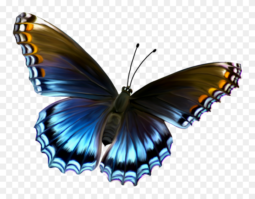 823x630 Elmundodepazennosotros Blogspot La Mariposa Azul Http - Mariposas PNG