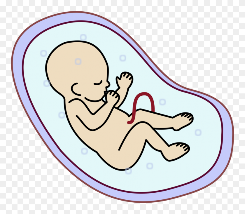869x750 Embryo Fetus Uterus Stem Cell Infant - Fetus Clipart
