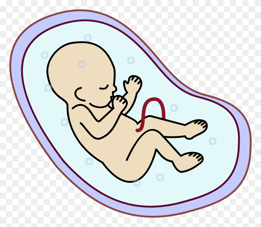 2352x2024 Эмбриональный Клипарт Эмбриональные Картинки - Детский Клипарт
