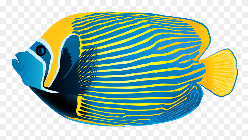 8000x4242 Emperor Angelfish Png Transparent Clip Art Gallery - Clipart Without White Background