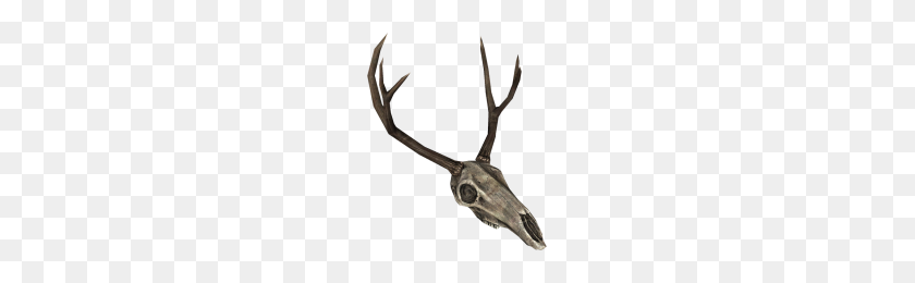 165x200 Enderaldeer Skull - Deer Skull PNG