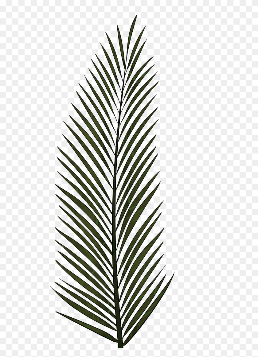 2480x3507 Enticing Cp Palm Tree Clip Free Clipart Png Black Palm Tree Leaves - Palm Tree Leaves PNG