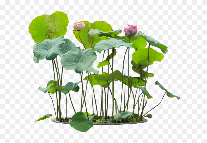 640x518 Антураж Png Вырезы Учебники Растения - Тропическое Растение Png