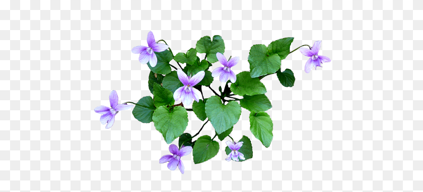 500x323 Erbe In Bocca Viole Png - Herbs PNG